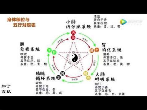 陰陽五行 動物|陰陽五行對照表(綜合版)